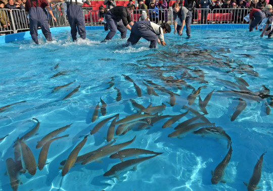5일 강원 홍천군 홍천읍 홍천강에서 '제6회 홍천강 인삼송어축제'가 개막한 가운데 관광객이 송어 맨손잡기 체험을 하고 있다.